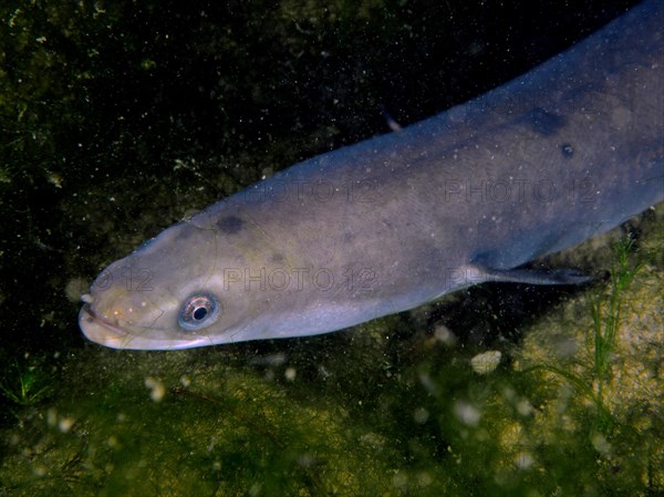 European eel