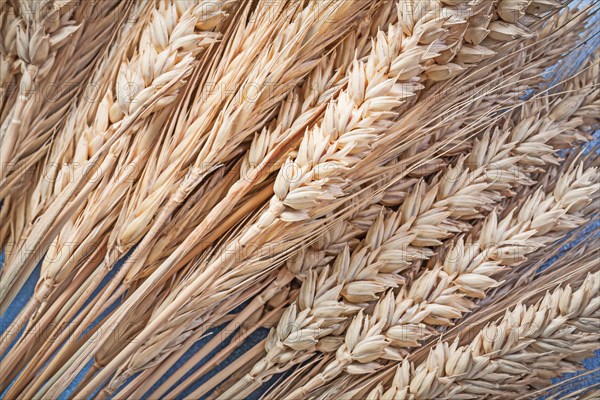 Bunch of golden wheat-rye ears on blue background close up view