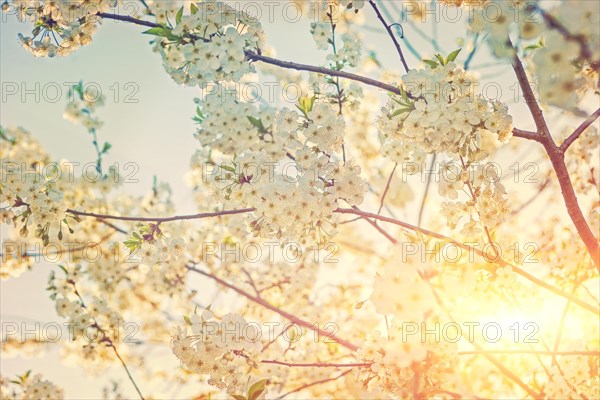 Crown of a blossoming cherry tree at sunset