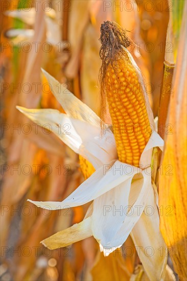 Spike on plant and blurred background