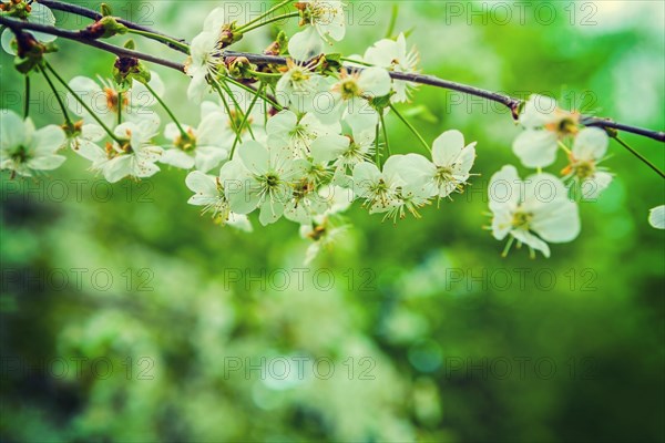 Flowers of cherry tree instagram style