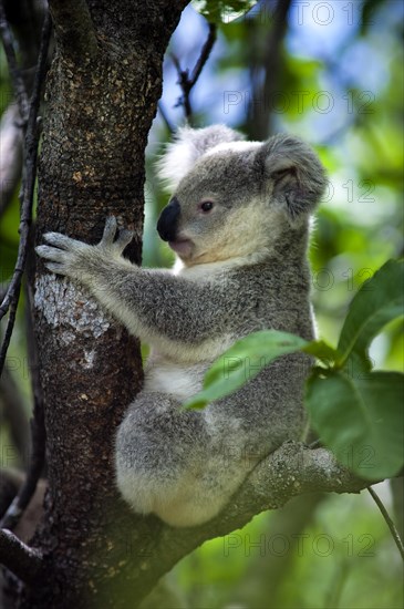 Koala