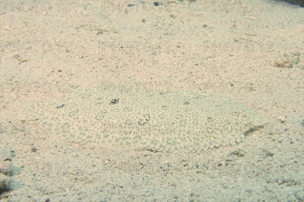 Well camouflaged finless sole