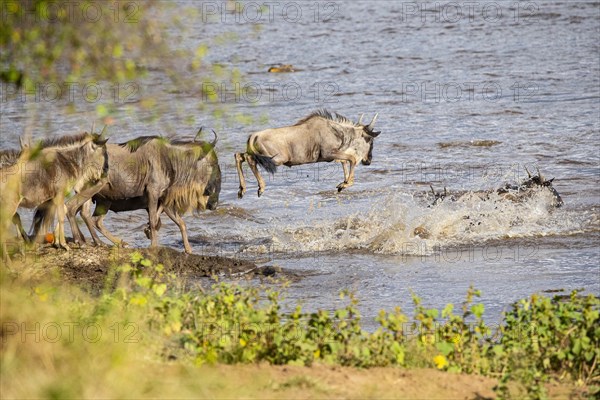 Wildebeest