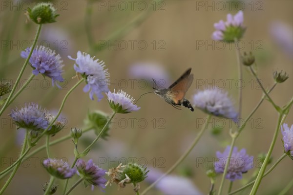 Hummingbird hawk-moth