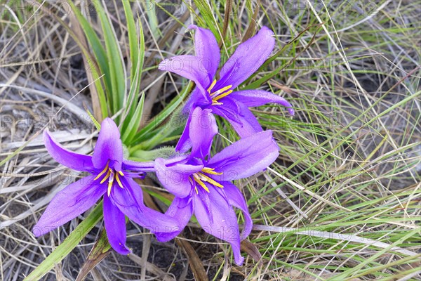 Flor Canela de Ema