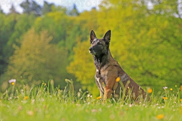 Malinois in flower meadow