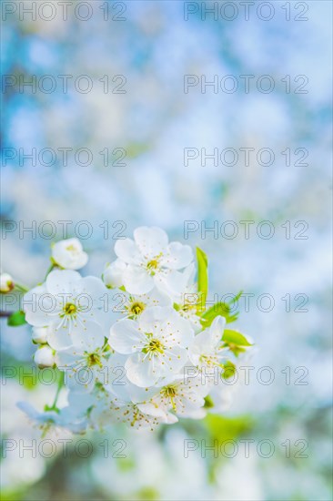 Little branch of blossoming cherry tree on blurred background instagram style
