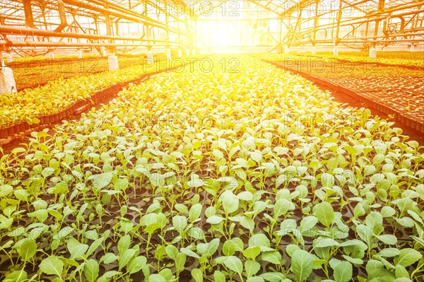 Small cabbage seedlings in a greenhouse plantation at sunset