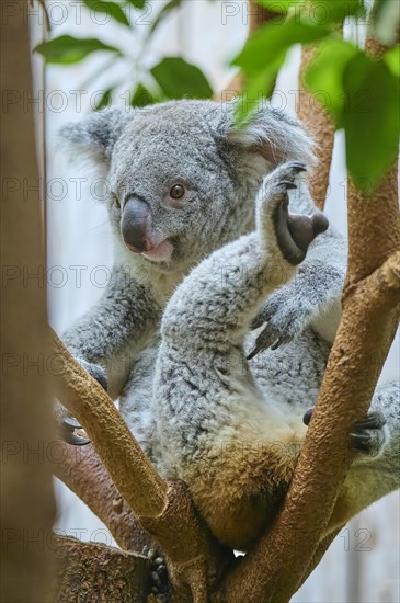 Koala