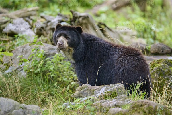 Spectacled bear