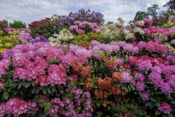 Rhododendron and azalea blossom