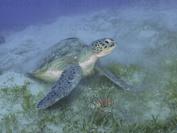 Green turtle