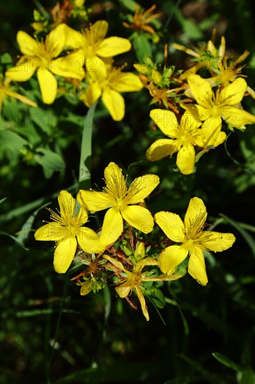 Common st john's wort