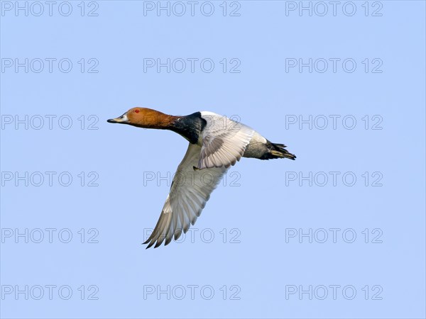 Common Pochard