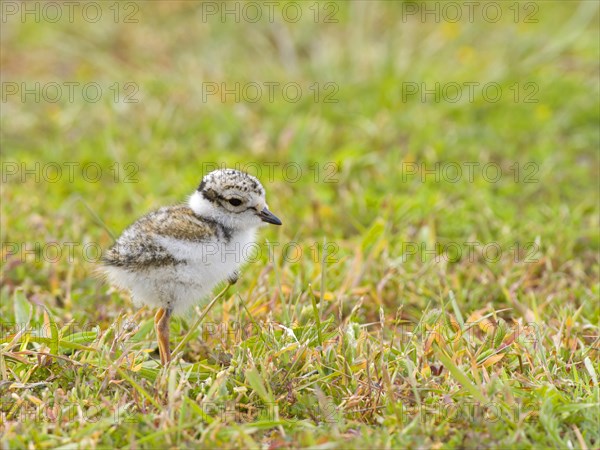 Ringed Plover