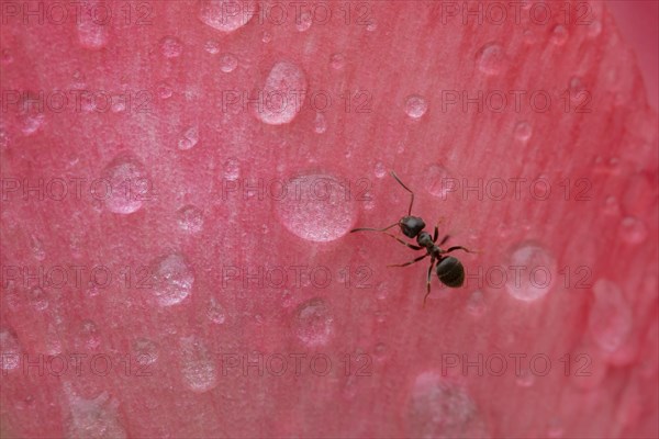 Black garden ant