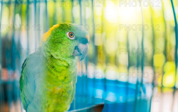 Portrait of beautiful green-winged parrot with yellow nape. Close up of a beautiful green parrot