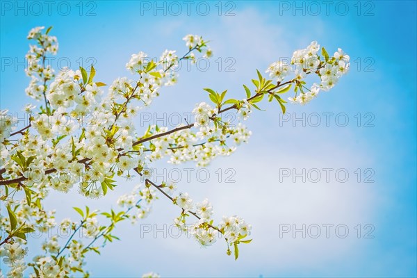 View on branch of cherry tree at blossom with sky background instagram style