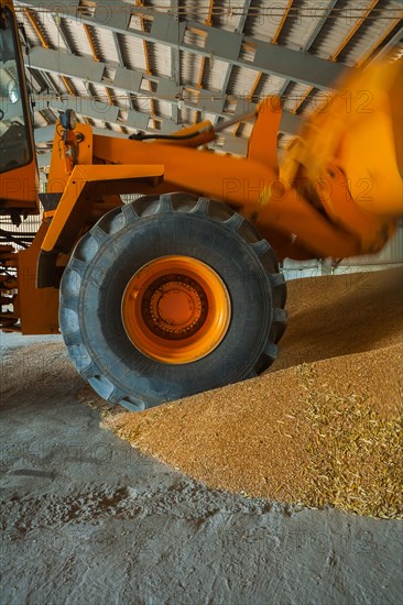 Movers loading wheat grains