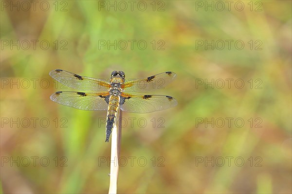 Four-spotted chaser