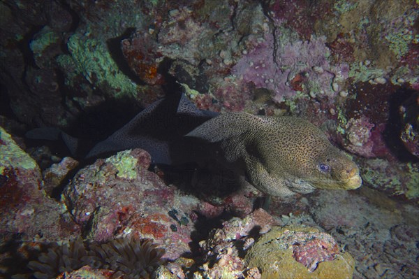 Giant Moray