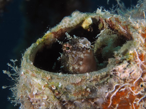 A sabre-toothed blenny