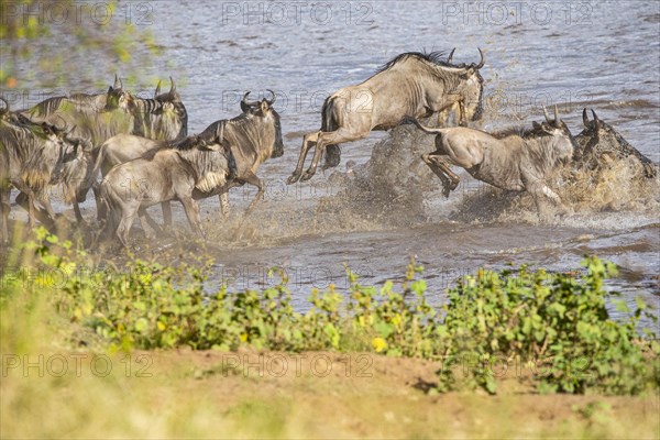 Wildebeest