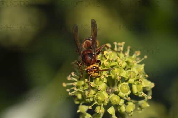 European hornet