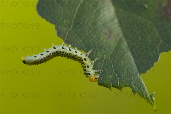 Large rose sawfly