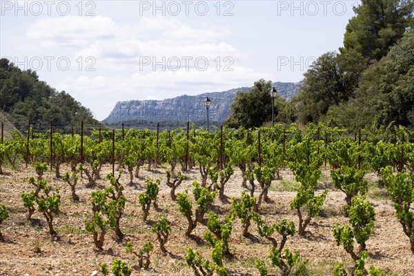 Experience stunning vineyard landscapes in the Priorat wine region