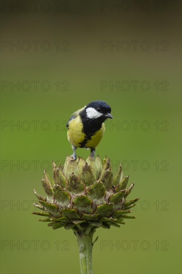 Great tit