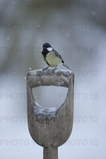 Great tit