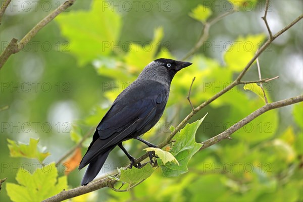 Western jackdaw