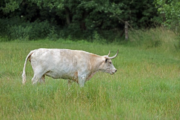 White Park Cattle