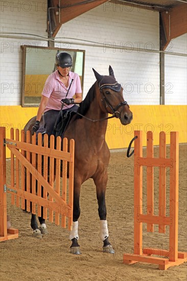 Rider on warmblood