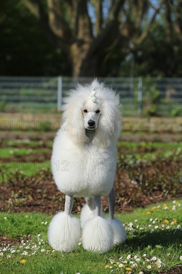 Large poodle