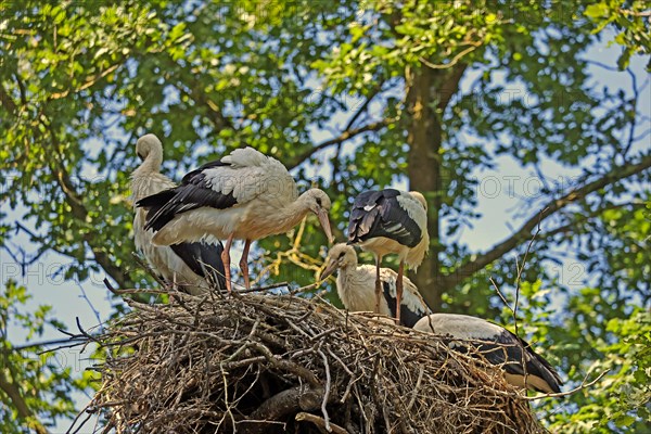 White stork