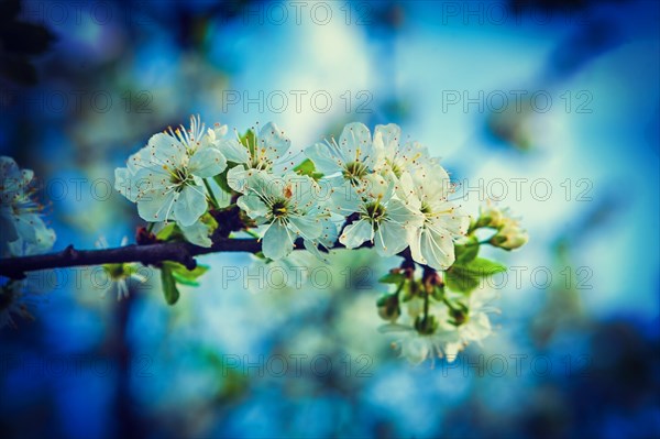 Little branch of blossoming cherry with white flowers instagram style