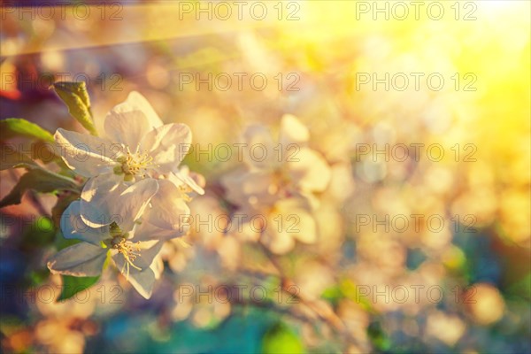 Apple tree blossom close-up on blurred background with sun