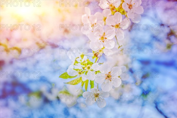 Blossoming branch of a cherry tree on a blurred sunny background