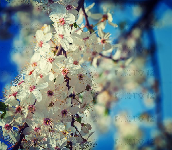 Close up view on blossom of cherry tree instagram style