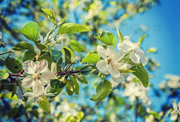 Floral background branch of blossoming apple tree with white flowers instagram style