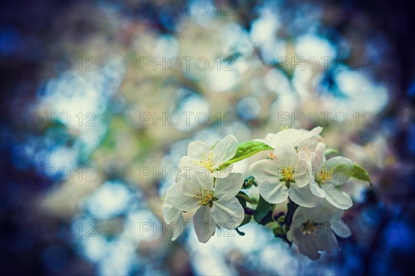Little branch of blossoming cherry tree on blurred floral background inatagram style