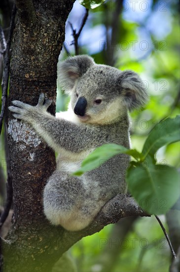 Koala