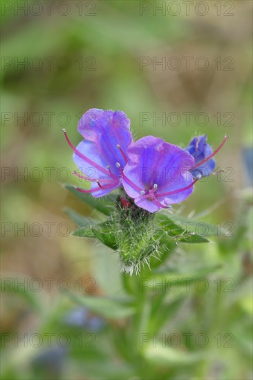 Common viper's bugloss