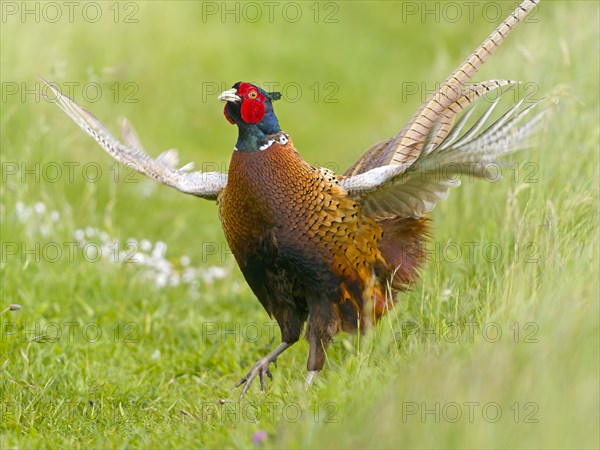 Pheasant