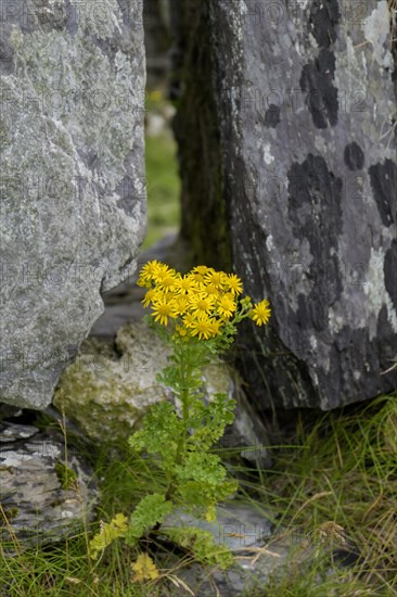 St James' ragwort