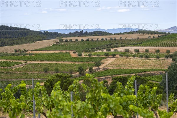 Experience stunning vineyard landscapes in the Priorat wine region