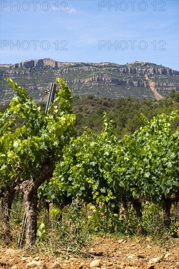 Experience stunning vineyard landscapes in the Priorat wine region